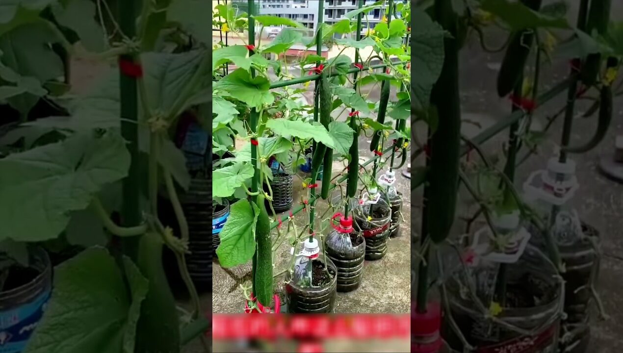 This Barrel Garden Hack Changes Everything! 🌿🤯 #farming #gardening #tips