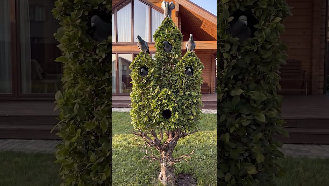 Tree Transformed Into a Living Birdhouse Mansion