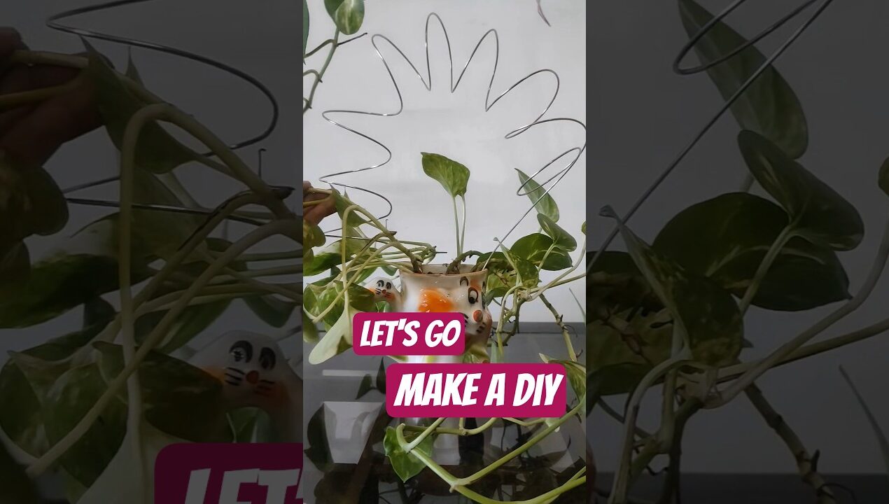 #diy #gardening #moneyplant #ideas #decoration #shorts #viral #trending #Gardenforjoy #tips
