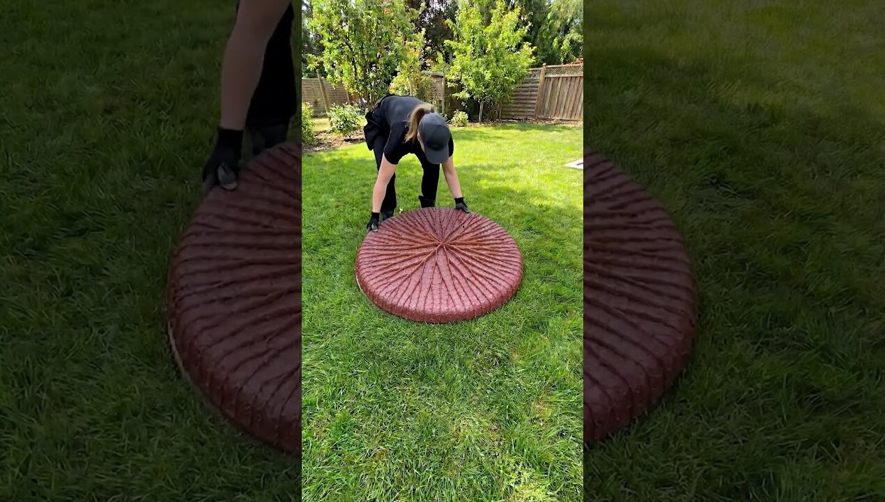 DIY Leaf Pattern Stepping Stones Transformed Into a Garden Path