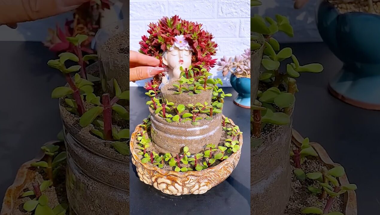 Stunning Succulent Decor Ideas for Your Home 🪴✨