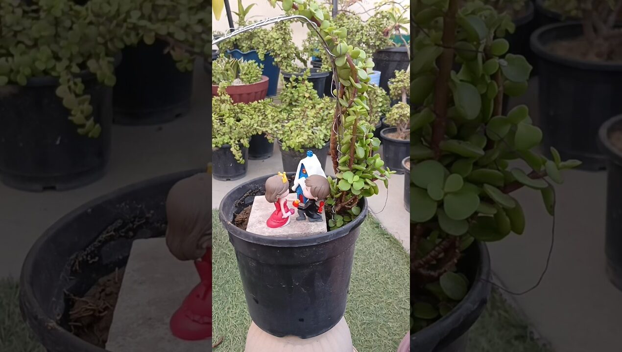 Jade Plant Ring Topiary 🌿 Easy DIY Garden Decor