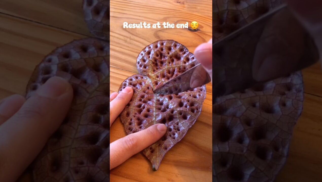 Leaf propagation ✨ #begonia #plants #propagation #diy