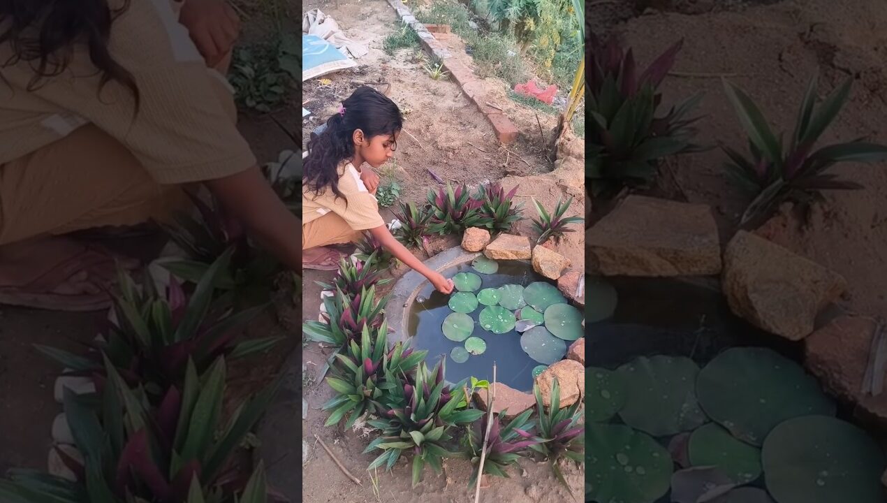 DIY Garden Lotus Pond 🌷 #garden #diylotuspond #diy #pond #lotus #waterlily Beyond Garden