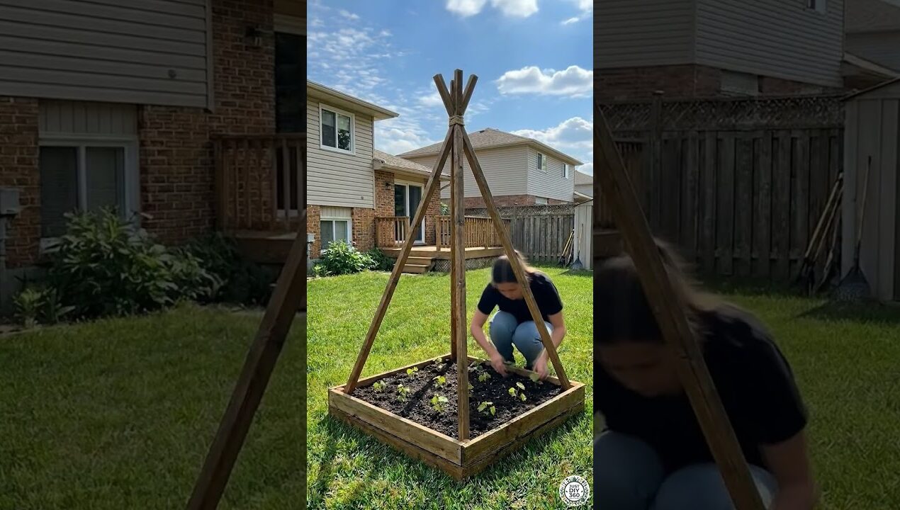 DIY Pyramid Organic Grape Trellis Build #grape #grapes #organic #organicfoodn#diy #crafts #gardening