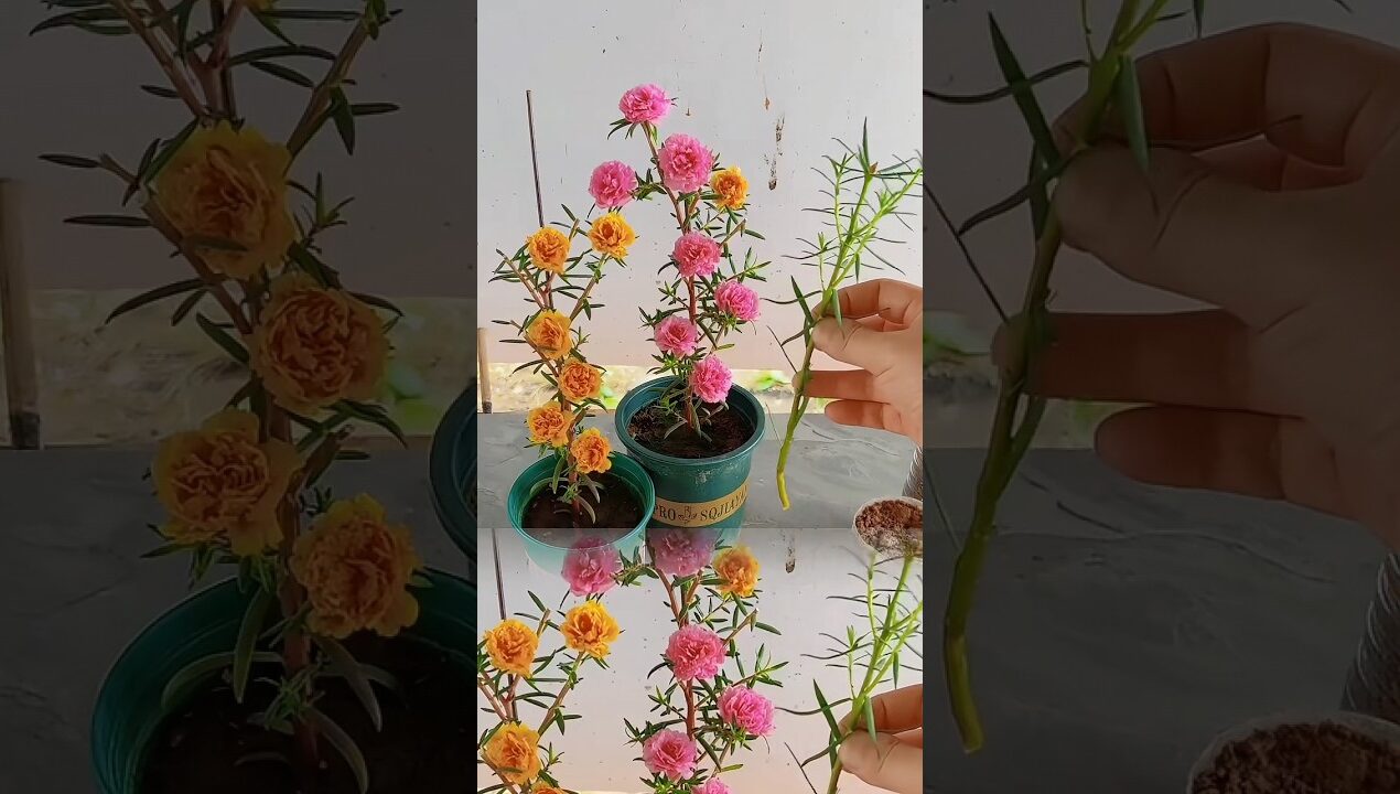 Beautiful gardening ideas at home, #flowers #gardening #shorts