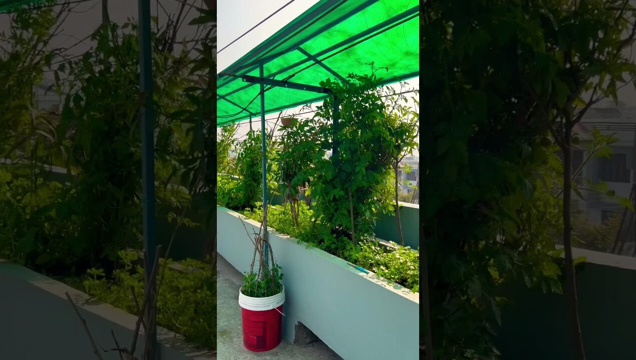 Terrace garden ideas for home #vegetables #gardening #garden #organic #farming