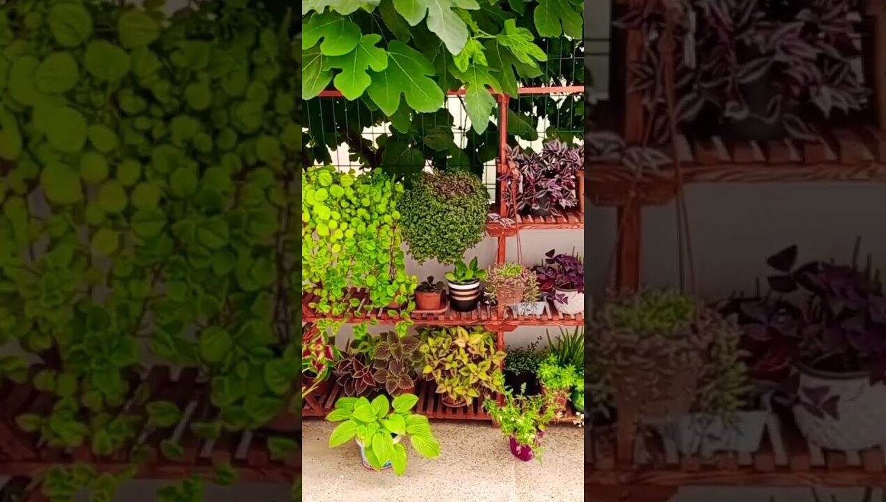 Garden decoration ideas #gardeningideasforhome #gardening