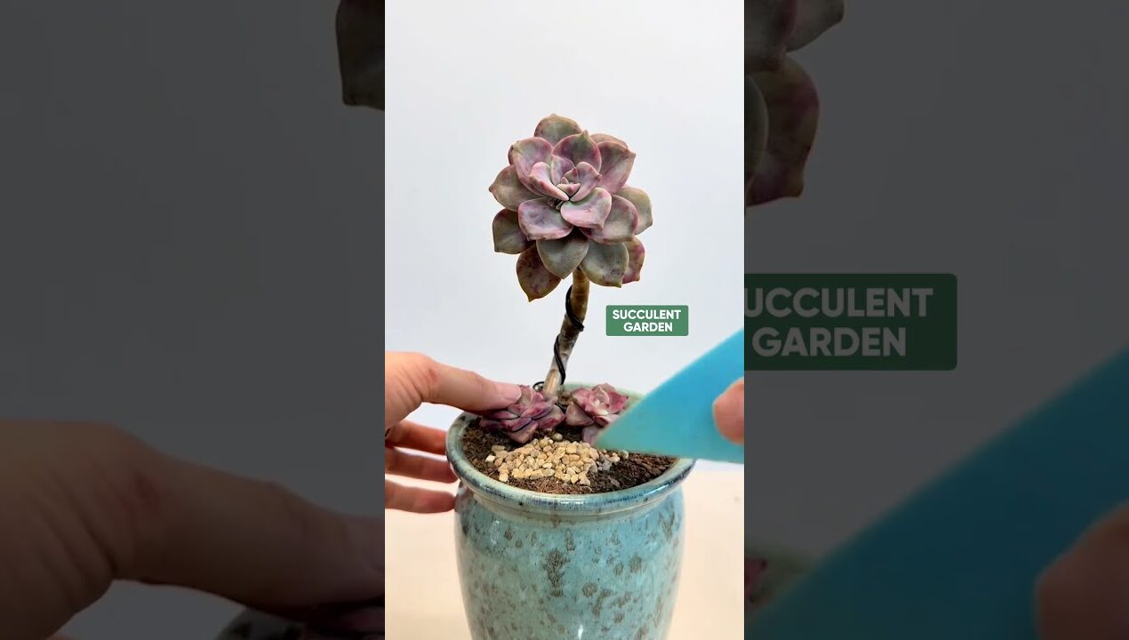 DIY Succulent Decoration: Easy Step-by-Step Guide 🌵