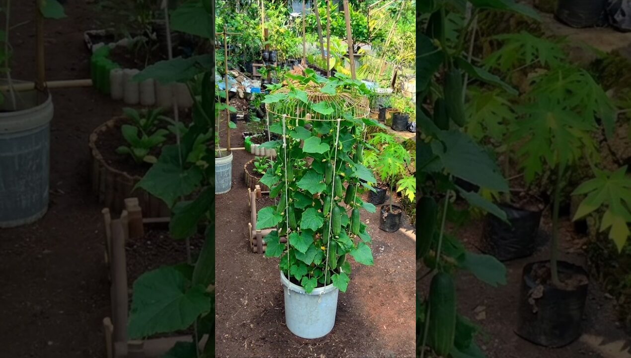 Simple DIY Trellis for Potted Cucumbers #GardeningTips #gardening  #CucumberTrellis #diygarden