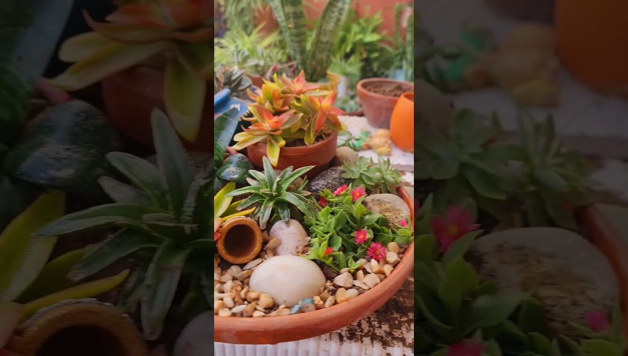 Succulent dish arrangement ideas!