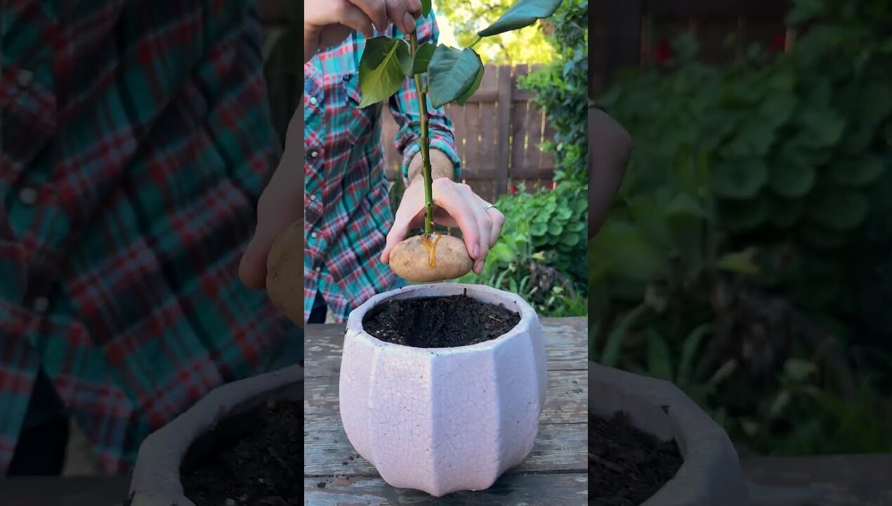 How to propagate store bought roses! 🌹 Simulated rose growing idea! #gardening #roses