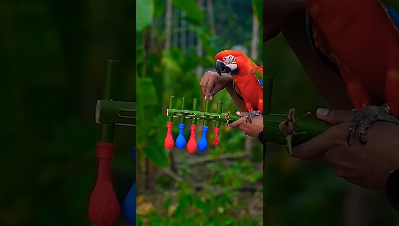 Amazing bamboo craft with colourful balloon and parrot #toys #diy #craft #bamboo