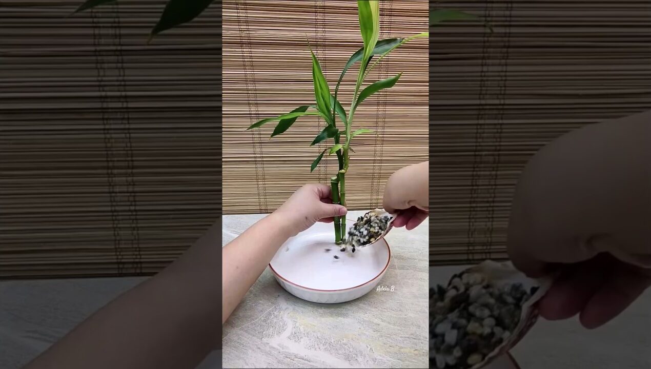 Lucky Bamboo & Marble Queen Pothos Water Garden Decor Idea🌿 #decorinspiration #diy #plantsinwater