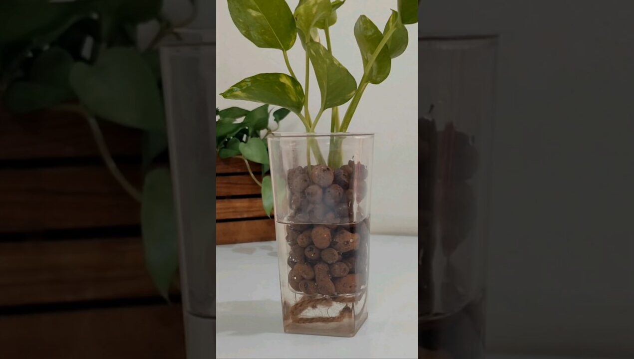 Self Watering Planter Idea 🌿💚  #shorts #ytshorts #indoorplants #moneyplant #selfwateringplanter #diy