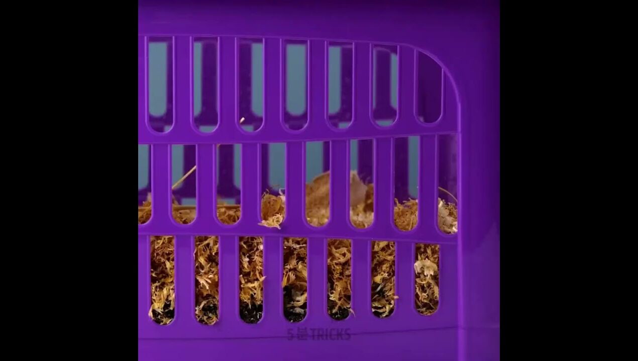 5 Genius Gardening Hacks 🌱 | Grow Strawberry at Home 🍓 | Easy DIY Plant Tricks