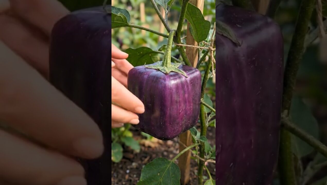 Simple Technique, Incredible Results! Square Eggplant Goes Viral 🔥🍆