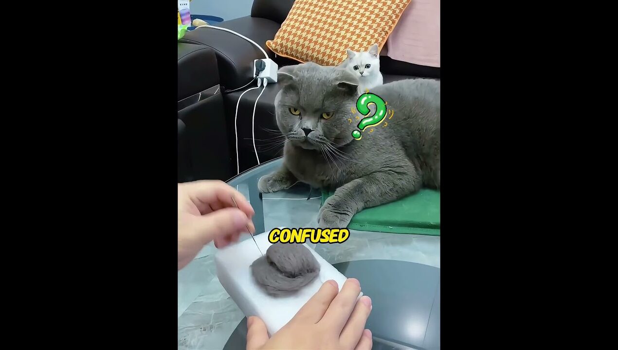 Turning cat fur into shoes – what's the experience like? #diy  #pets #cat