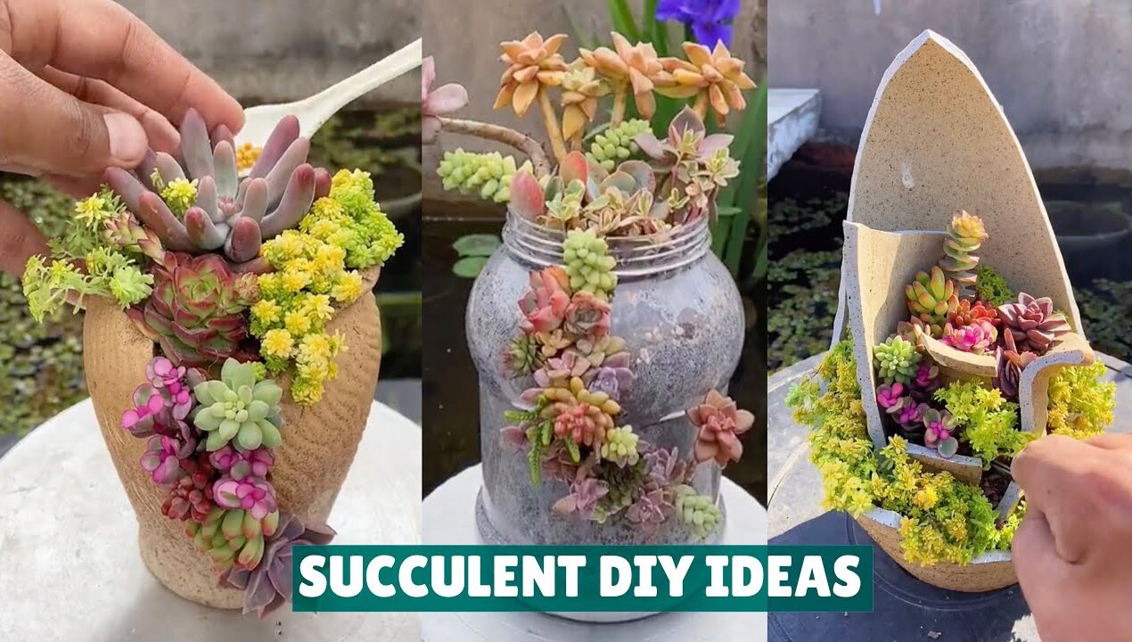 Succulent DIY Ideas from Recycling – Succulent Garden #肉植物 #다육이들 #Suculentas