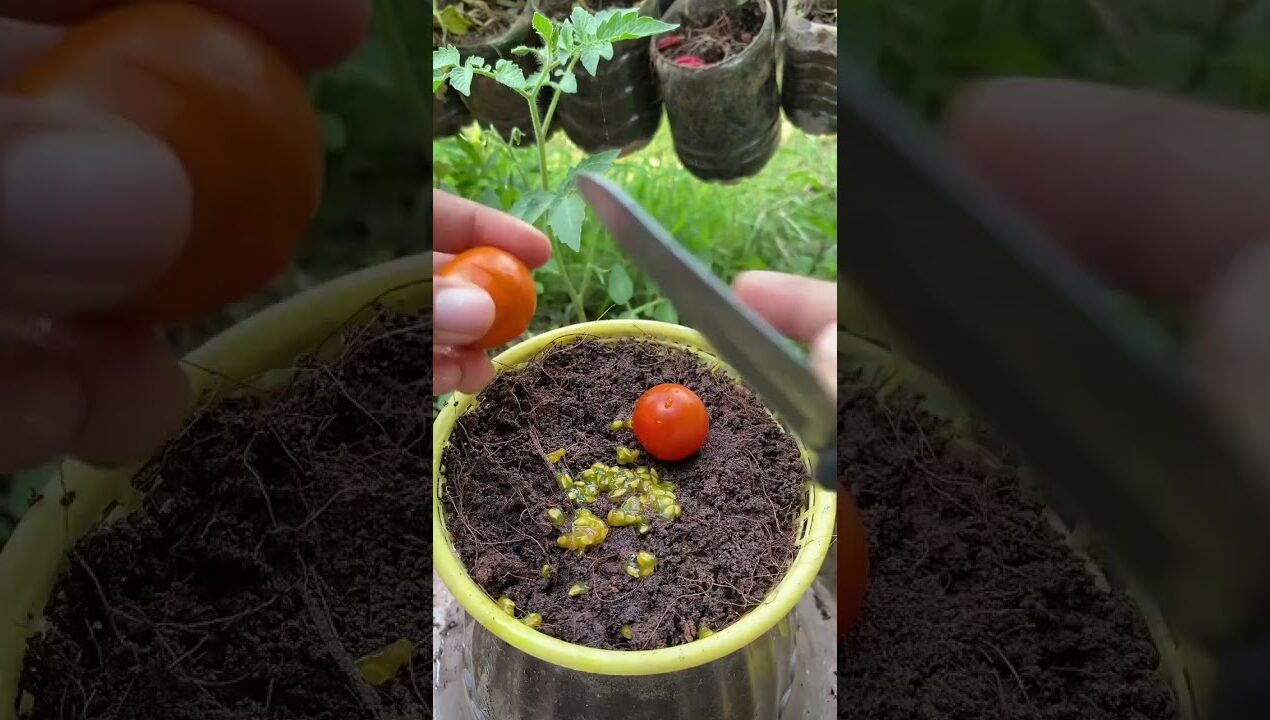 เพาะมะเขือเทศในเข่งขนมจีน #เกษตรมือใหม่ #พืชผักสวนครัว #diyideas