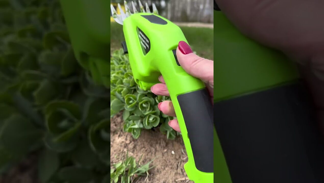 Как подстрич ОЧИТОК ВИДНЫЙ?  #цветы #сад #lifehacks #diy #лайфхаки #дача