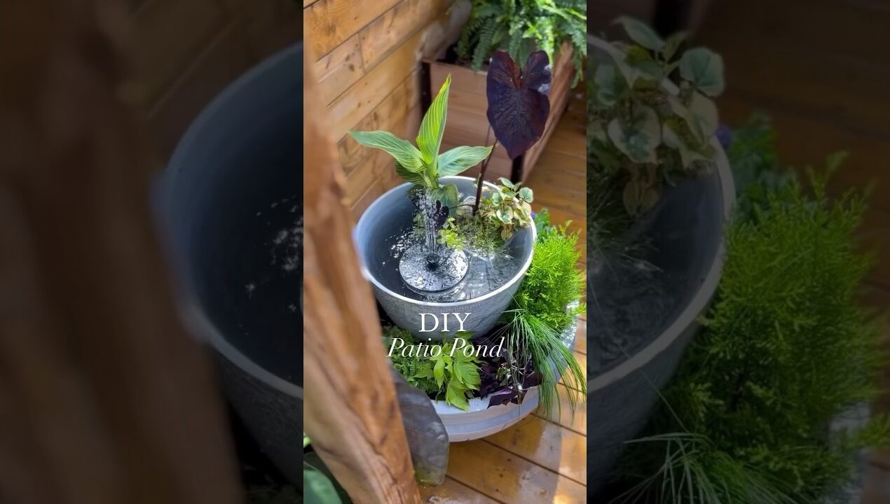 DIY Patio Pond! 🪴🌱 #diy #diyproject #patio #patiopond #pond #garden #backyard #gardeninspiration
