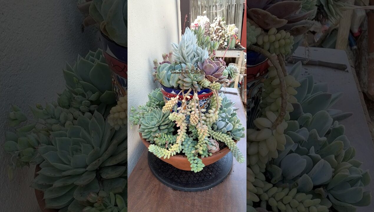 How To Make A 2 Tiered DIY Succulent Arrangement 🪴 #succulent #diy#suculentas