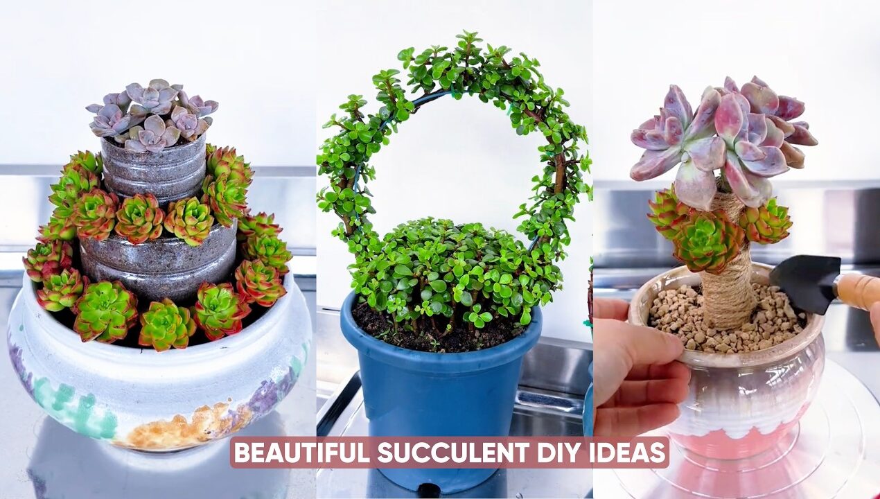 Genius Succulent Decor Ideas You Must Try! 🌵 DIY Garden Projects
