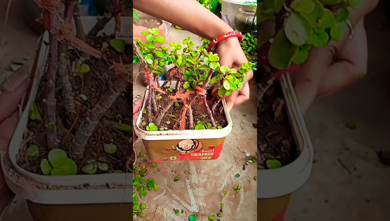 different types jade plant topiyari 🪴ideas #diy #garden #plants #decoration #viralvideo #jade plant