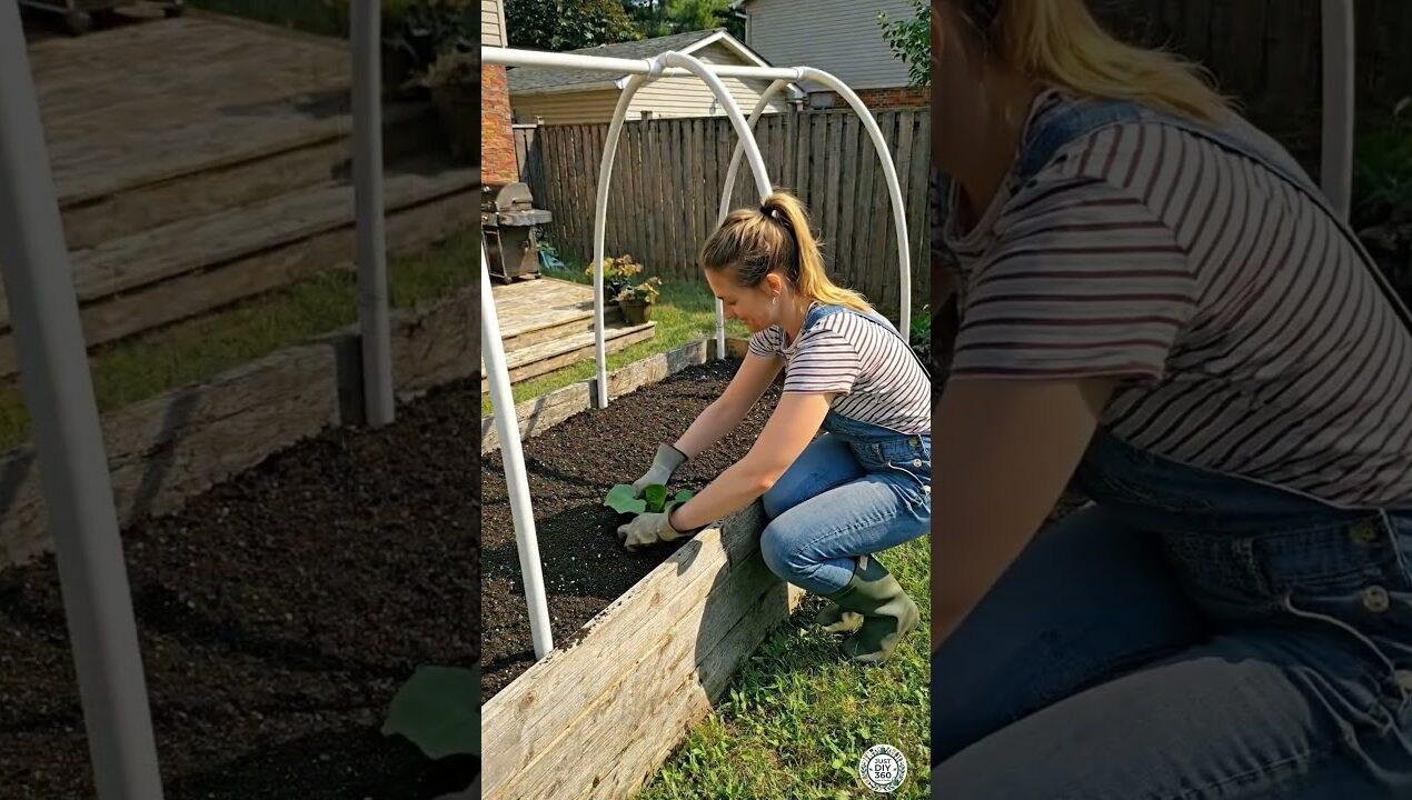 DIY Organic Arch Planting Bed in Backyard Garden | Cucumbers & Romaine Lettuce #cucumber #lettuce