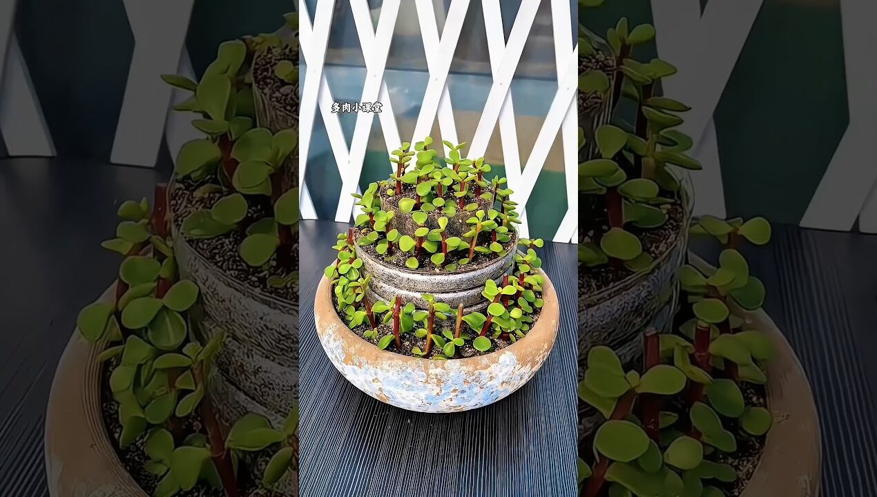 Grow Stunning Plants at Home 🌱 Easy DIY Garden Ideas! #Gardening #IndoorGarden