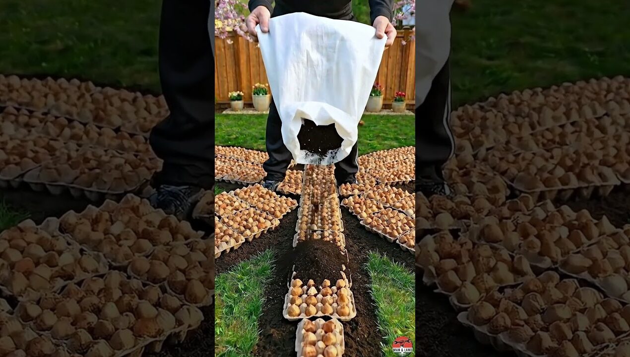 This Tulip Dragonfly Garden Will Blow Your Mind 🌷 DIY Backyard Transformation  #garden
