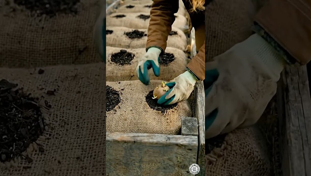 DIY Home-Grown Organic Potato Planter Using Jute Fabric Bags | Backyard Garden Setup #potato #diy