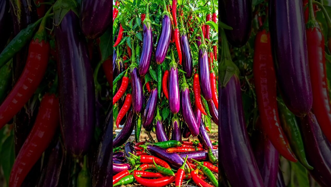 rowing and propagating hybrid purple eggplants and chilis #garden #fruits #diy