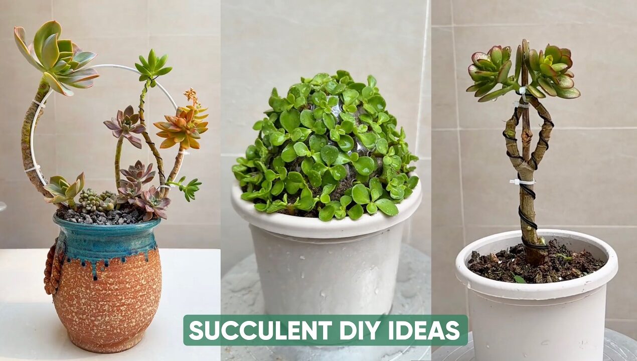 Creative Succulent DIY Ideas You’ll Want to Try Right Now!