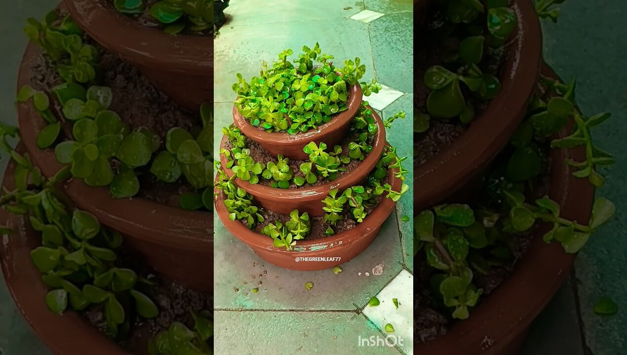 Jade Plant Decor Idea 🌿✨️#viral #trending #shorts #decor #diy #ideas #garden#flowers #beautiful