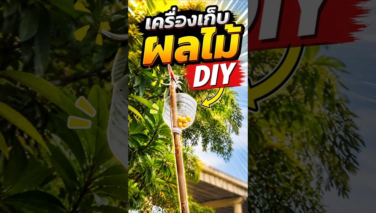เครื่องเก็บผลไม้ DIY ทำง่าย ผลไม้ไม่ช้ำ!