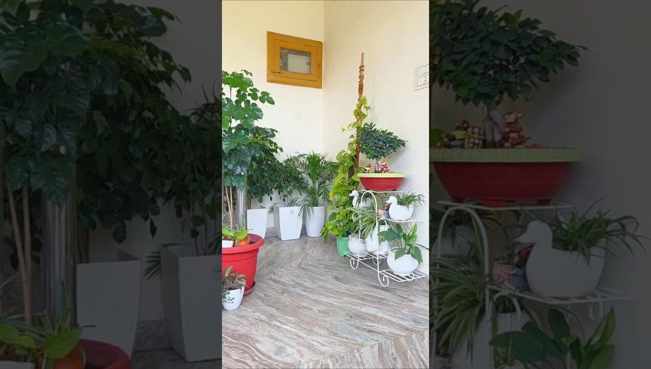 stair indoor space decoration ideas♻️ #viral #garden #plantsofindia #houseplant #indoorgarden