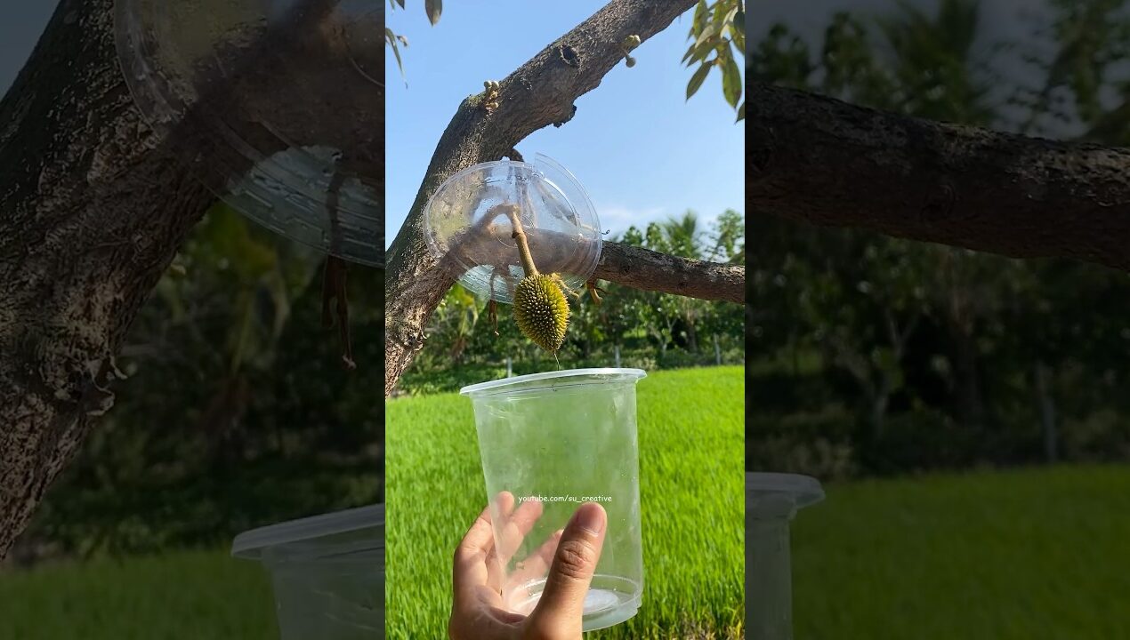 Genius idea to protect durians #creative #ideas #diy #garden #durian #fruit #tips