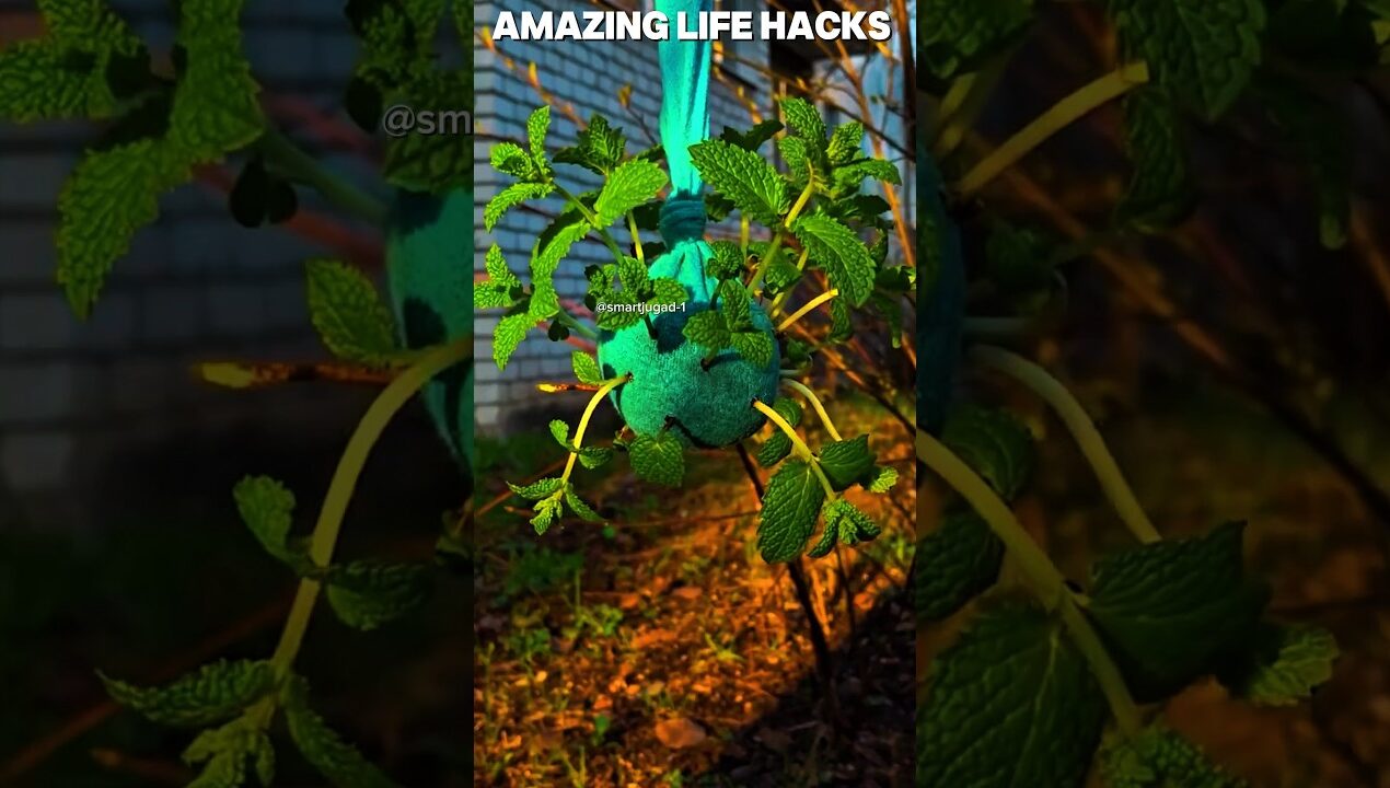 5 Amazing Gardening Hacks You Should Try at Home 🌱😍 | Easy Plant Growing Ideas #shorts