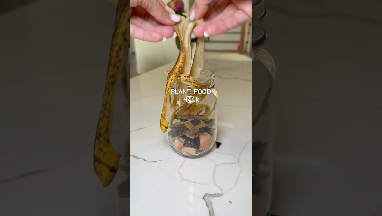 Never throw away avocado seeds and bananas #avocado #viral #plants #DIY #lifehack
