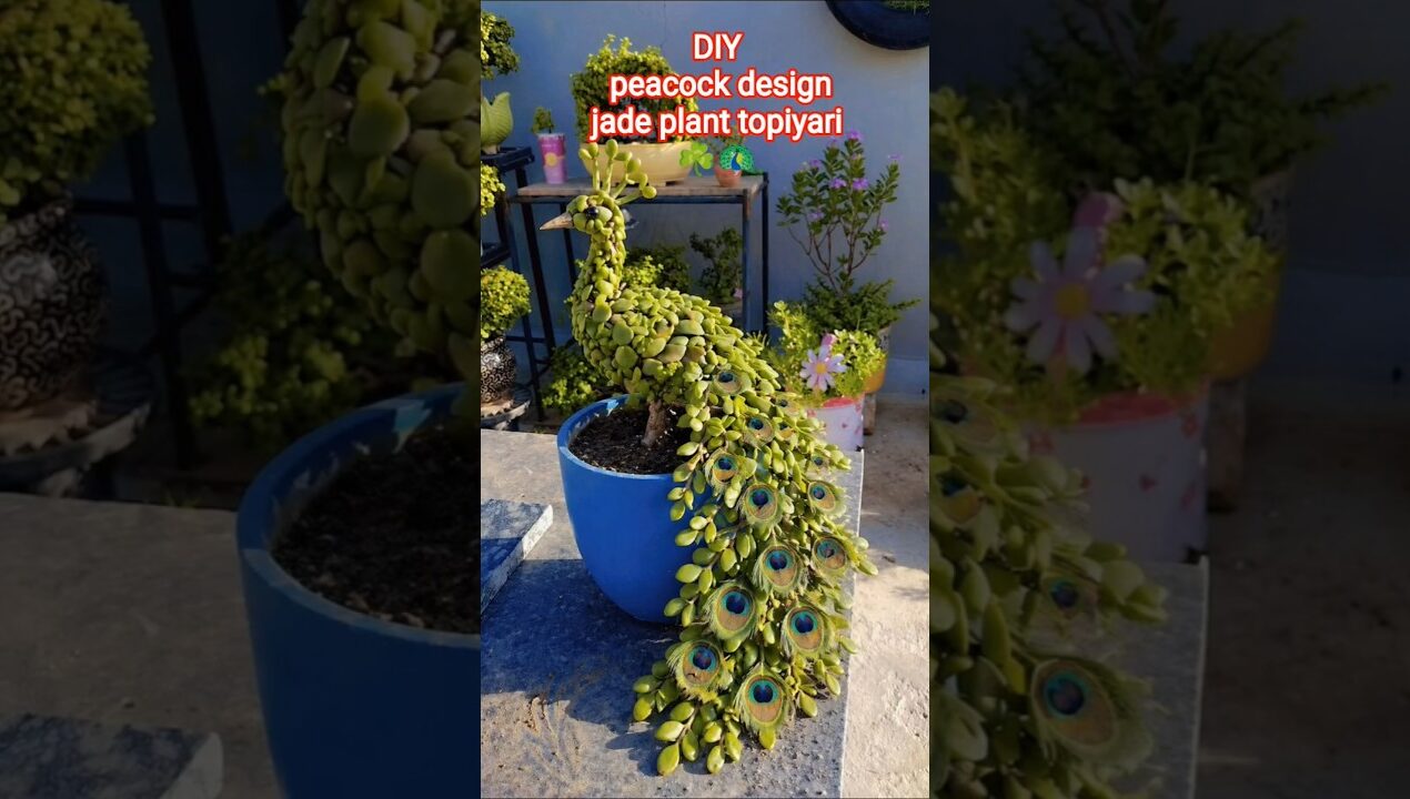 jade plant topiyari ☘️ decoration ideas ☘️ #song #garden #diy