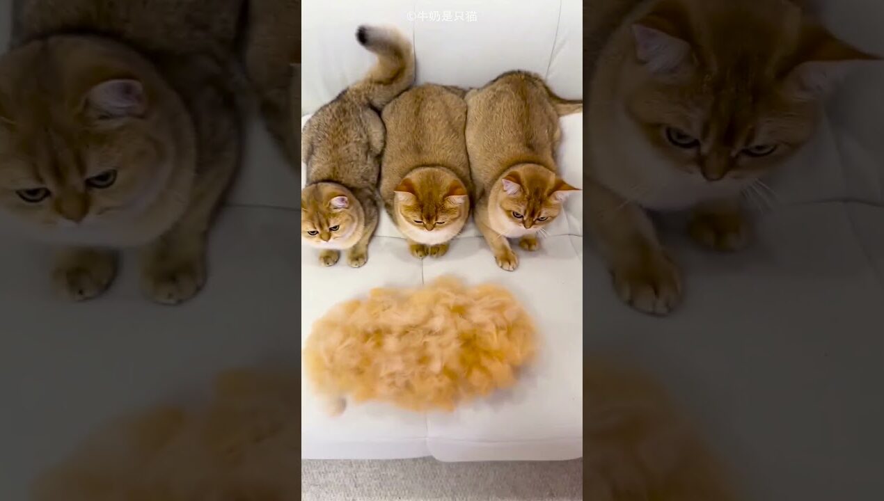 Cat Fur Hat Craft 🎩🐱✨ #Cat #DIY #FunnyPets #CuteAnimals #Shorts