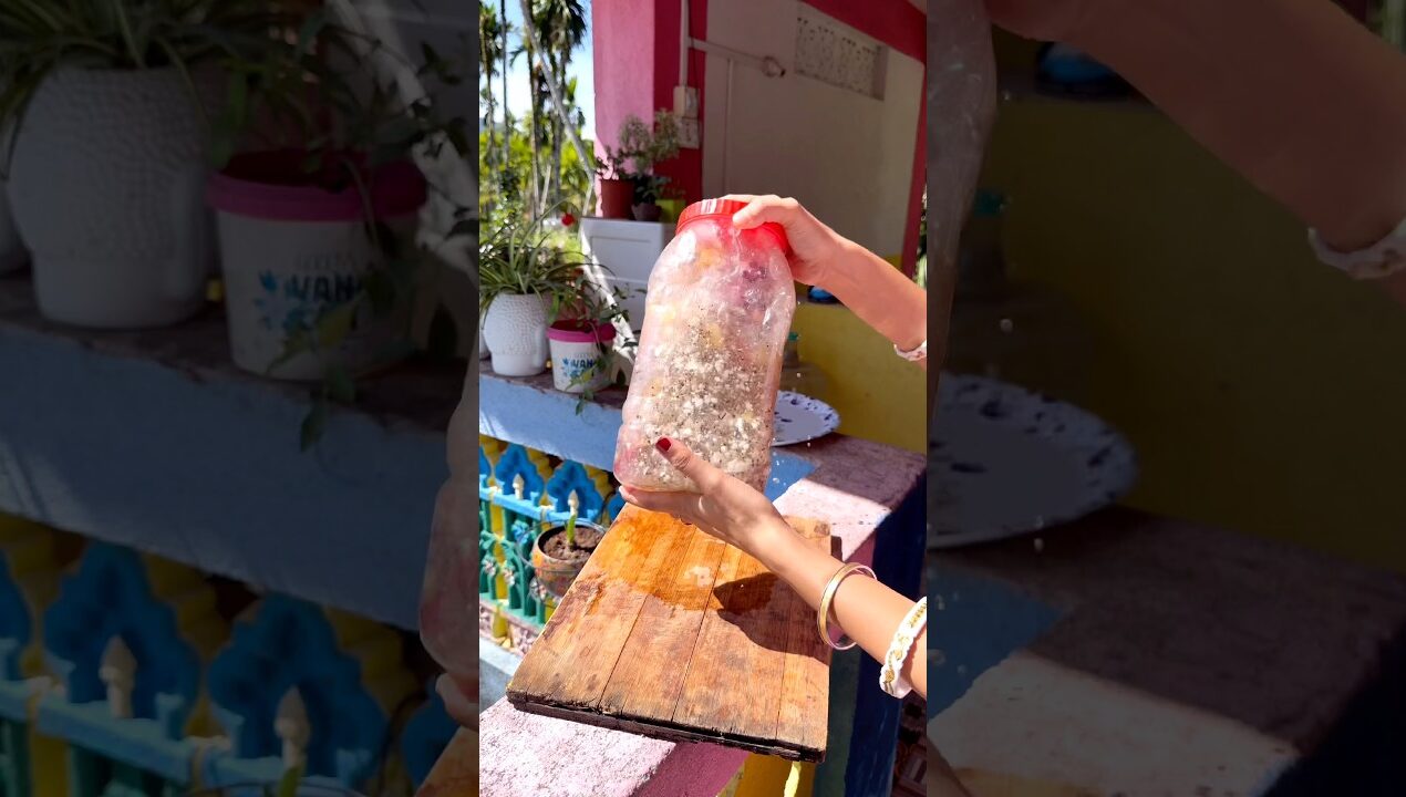 Flower Explosion Guaranteed With This DIY Mix 🌺🔥 #garden #plants #gardening