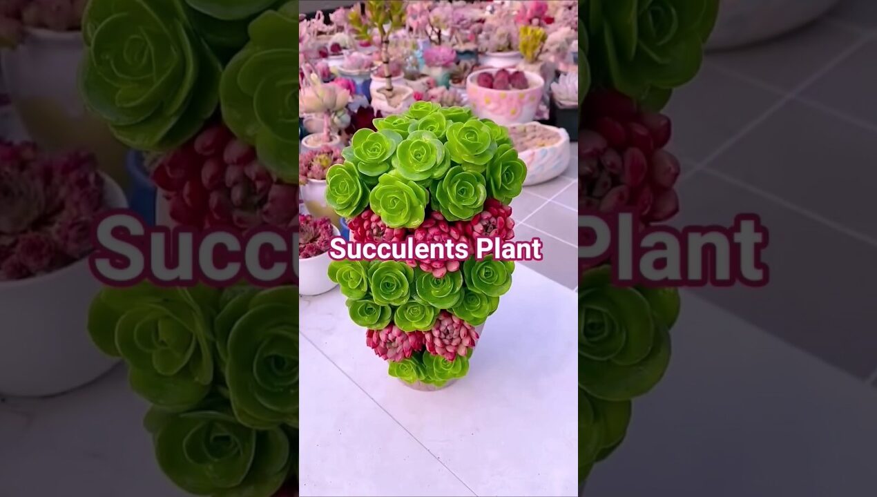 💐🌵Beautiful Succulent Plant DIY Ideas🌱☘️ #gardenplants #garden