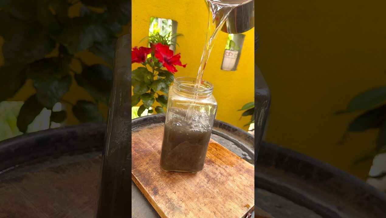Onion + Garlic Peel Fertilizer for Crazy Blooming 🌸 #garden #plants #gardening
