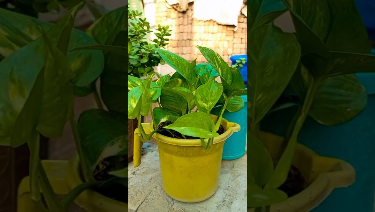 🌿”How to Grow Money Plant Faster:🍀 मनी प्लांट को तेजी से कैसे बढ़ाएं?”#moneyplant#indoorplants