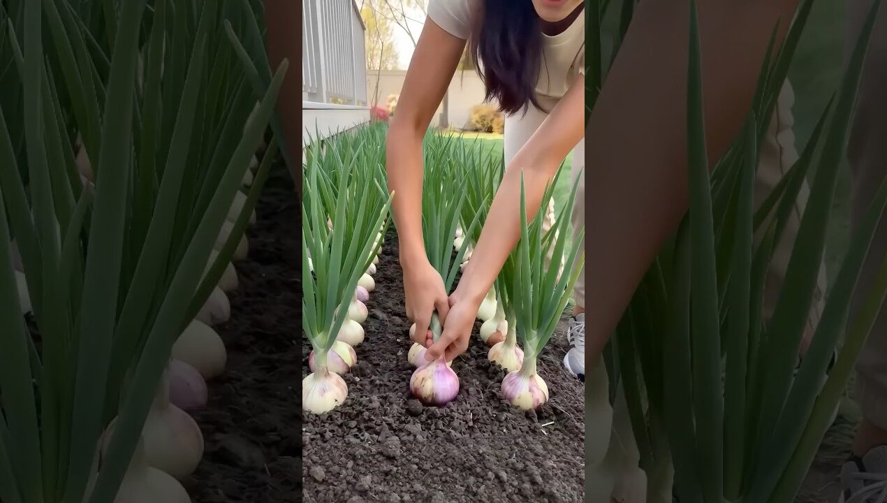 Grow Onions Easily in Recycled Egg Cartons