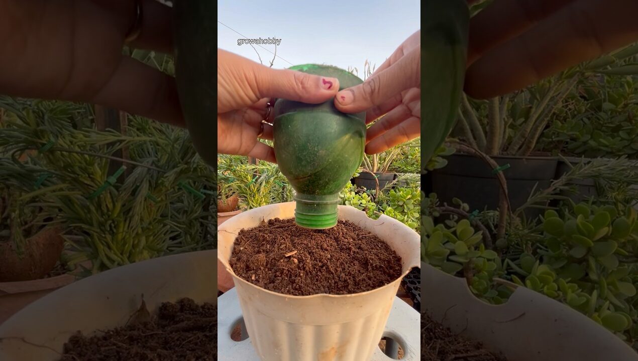 Upcycling Plastic Bottle for Beautiful Portulaca Flower Tower #portulaca #gardenong #diyideas #yt