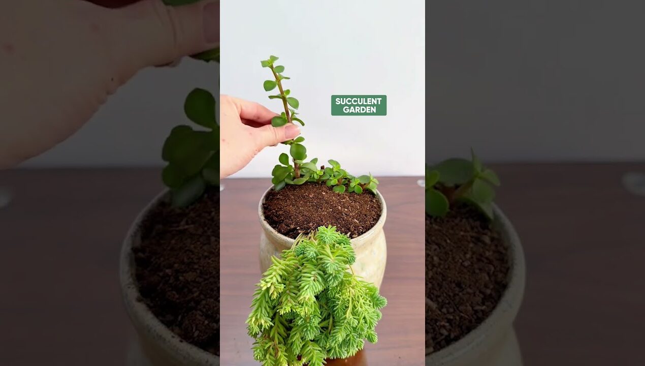5-Minute Creative Succulent DIY Ideas! 🪴✨